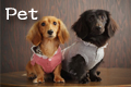 pet.jpg